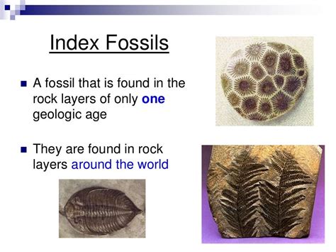 fossil definition geology